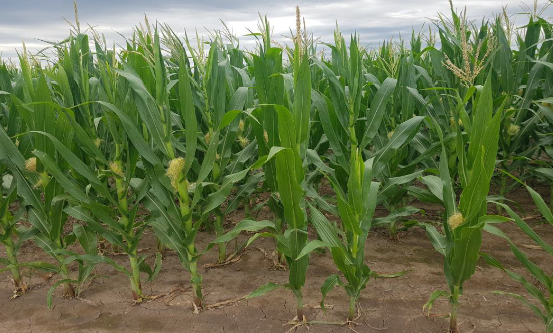 Lote de maíz tardío; beneficiado por las últimas precipitaciones, en el centro del departamento Castellanos.